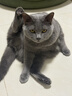 自然光环Halo【成猫健美】美国进口猫粮无谷主粮大袋宠物成年减肥干粮蓝猫 健美体态鱼肉味6磅（效期27.2起） 下单抽奖·满赠好礼~详情请入会 实拍图