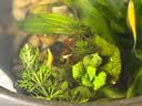 广东黑壳虾活体除藻鱼套餐除藻虾清洁虾观赏虾草虾鱼缸活体免包邮 黑壳虾包活60只+送40只备损共100 实拍图
