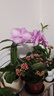 年宵花春节蝴蝶兰盆栽花苗桌面装饰花卉植物四季好养绿植过年货 粉色系蝴蝶兰-裸苗（带花苞+半开放） 晒单实拍图