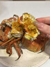 【活蟹】湖鲜阳澄大闸蟹全母3.3-3.6两8只去绳足重年货鲜活过年新春螃蟹送礼海鲜礼盒装 实拍图