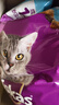 伟嘉成猫猫粮3.6kg海洋鱼味布偶英短猫咪夹心粮全价粮【原料透明】 实拍图
