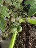 九千谷种菜盆种植盆韭菜盆绿色1个装阳台种植箱带托盘33*24.5cm3705 实拍图