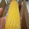 京鲜生 东北黄玉米净重3.6斤 8根*220g+ 真空包装加热即食 源头直发 实拍图