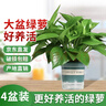 双盟绿萝盆栽除甲醛花卉绿植办公室新房净化空气180加仑4盆装源头直发 实拍图