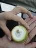 京喜加广西钦蜜9号黄金百香果青果发货当季新鲜大果黄皮果奶茶店水果 【1斤 约11-17个】单果30-45g 实拍图