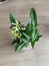 劉閣蘭花紫云石斛兰花盆栽室内桌面花卉 2盆10苗当年开花配懒人盆源头直发 实拍图