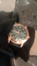 正品男士手表高档休闲石英表简约气质男表皮带高颜值罗马时尚腕表 军团款 实拍图
