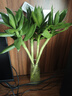 花翁水培绿植物招财转运室内水养花卉盆栽文昌竹4支(50-60cm)源头直发 实拍图