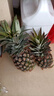 十里馋海南金钻凤梨当季水果手撕菠萝香水新鲜小菠萝整箱批发 2枚装超值果 净重2.5-3斤 实拍图
