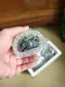 逸乐宠鱼缸水草植物大坨草增氧阴性增氧淡水新手懒人水榕造景水培坨草 趴地矮珍珠小坨 实拍图