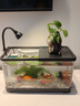 阔庭鱼缸懒人鱼缸家用客厅办公室金鱼缸过滤鱼缸黑色款 实拍图