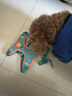茨格曼狗绳牵引绳狗链子胸背带遛狗绳子中小型犬宠物用品 实拍图