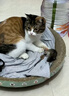 疯狂的主人 猫抓板窝超大号猫玩具猫爪板猫抓盆不掉屑猫窝碗形圆形瓦楞纸 实拍图