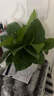 【绿萝盆栽】吸甲醛净化空气水培绿植物懒人花卉好养搬家礼物全 【爆款2盆】绿萝+白色南瓜盆自吸水 整体含盆高度20-25cm 实拍图