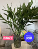 【富贵竹】水培节节高室内绿植客厅招财植物鲜花卉好养常绿七夕 绿色水培富贵竹60cm5枝 实拍图