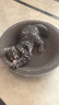 疯狂的主人猫抓板窝碗形大号猫抓盆不掉屑猫窝宠物猫玩具瓦楞纸猫爪板 实拍图