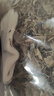 金泰康艾草泡脚药包500g艾草包产妇月子纯艾叶儿童泡澡泡浴蕲艾陈艾叶 实拍图