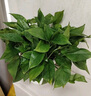 双盟绿萝盆栽除甲醛花卉绿植办公室新房净化空气160白1盆源头直发 实拍图