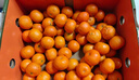 京地达广东砂糖橘新鲜水果净重9斤中大果35-45mm源头直发包邮 实拍图