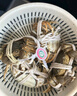 【活蟹】苏状元鲜活大闸蟹现货全母蟹2.5-2.8两 8只螃蟹去绳足重年货海鲜礼盒源头直发 实拍图