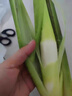 【现采现发】浙江新鲜茭白时令蔬菜带壳茭白高笋应季美食自种包邮 现采带壳茭白1.6-2斤 净重 实拍图