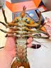 首鲜道【活鲜】波士顿龙虾鲜活波龙 大龙虾海鲜鲜活礼盒大虾年货礼盒 700-800g/只大龙虾*2只 实拍图