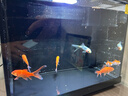 森森金麟超白玻璃鱼缸一体缸自循小型懒人家用水族箱LE-300 实拍图