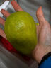 京觅福建奶油芭乐 单果150g起  净重3斤装番石榴 水果  源头直发包邮 实拍图