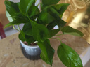 特价绿萝盆栽室内客厅办公室吸甲醛净化空气水培植物绿植花卉好养 【1盆】绿萝+早安吸水盆 整体含盆高度20-25cm 实拍图