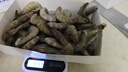 虾有虾途国产青岛大虾白虾青虾基围虾鲜虾冷冻生鲜虾类活冻特大海捕整箱装 17-20厘米超大号虾 3斤(净重) 实拍图