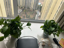 双盟绿萝盆栽除甲醛花卉绿植办公室新房净化空气180加仑4盆装源头直发 实拍图