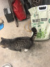 沃趣 猫砂2.0升级版低尘猫砂膨润土清香型猫砂高效除臭20斤易储存 实拍图