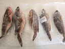 新鲜石斑鱼深海野生海鱼石斑鱼冷冻特大老虎斑红口斑珍珠斑顺丰 野生大石斑鱼5条/每条351g-501g 实拍图