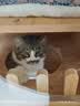 夸克猫粮 幼猫成猫英短美短蓝猫布偶全价通用全期猫咪主粮 经典猫粮鱼肉味1斤 实拍图