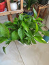 双盟绿萝盆栽除甲醛花卉绿植办公室新房净化空气180加仑4盆装源头直发 实拍图