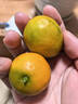 京鲜生 广西脆皮金桔 净重2斤 单果20g+ 金柑新鲜水果 源头直发包邮 实拍图