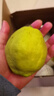 京鲜生 新疆特级库尔勒香梨 净重5斤单果120g以上 生鲜水果 实拍图