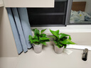 双盟 绿萝盆栽除甲醛花卉绿植办公室新房净化空气110款10盆装源头直发 实拍图