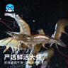 鱻谣 精选青虾仁净重2斤 156-198只 活剥虾仁去虾线品质保障家庭聚餐 实拍图