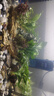 【京东物流】水草套餐 好养耐活真水草植物绿菊大叶绿九冠鱼缸 红绿搭配八杯水草（吸底杯）超值推荐 实拍图