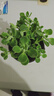 碰碰香一抹香办公室醒目防蚊植物净化空气室内外绿植桌面四季盆栽 碰碰香1盆【原土带吸水盆】 实拍图
