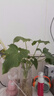 年宵花春节特价龙鳞春羽水培植物绿萝盆栽花卉富贵竹龟背竹天堂鸟 精品春羽20-25cm【3棵】送营养液 实拍图