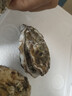 蜀皇 乳山生蚝鲜活特大牡蛎海蛎子5斤2XL(18-28只)只源头直发包 邮  实拍图