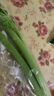 【24小时菜】大芹菜约400g 实拍图