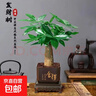 【带盆高度约15-25cm】发财树盆栽室内植物客厅办公室吸甲醛好养 单杆发财树+塑料四方舍得盆+小方底座 花盆直径约8cm 实拍图