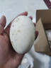 百世富泽（BAISHIFUZE）【百世富泽】黄河滩大鹅蛋新鲜正宗土鹅蛋农家自养孕妇超大鹅蛋 12枚130-150克 实拍图