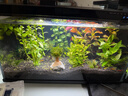 米家（MIJIA）小米米家智能生态鱼缸还原自然生态补仓一次三月无忧出差旅行必备 实拍图