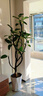 叹为观止大型植物发财树各种大颗盆栽开业乔迁客厅办公室内好养大型花卉 孟加拉榕【1.6-1.8米】 含盆 实拍图