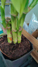 富贵竹盆栽植物室内净化空气绿植荷花竹办公室桌面四季好养小盆栽 荷花竹+节节高升盆+方底座【1盆】 盆口直径约8cm 实拍图