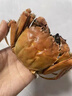 【活蟹】湖鲜阳澄大闸蟹公3.5-3.8两 母2.5-2.8两5对10只新春螃蟹礼盒送礼年货源头直发 实拍图